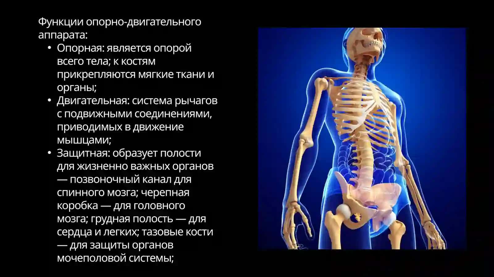 Опорно-двигательный аппарат 2