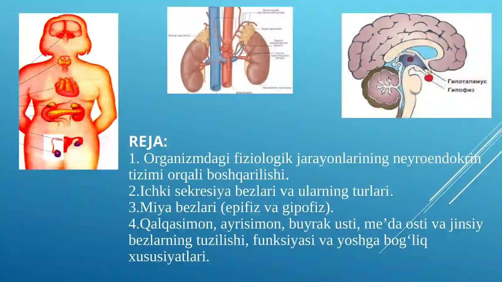 Ichki sekretsiya bezlarining tuzilishi, fiziologiyasi, yosh xususiyatlari va gigiyenasi 2