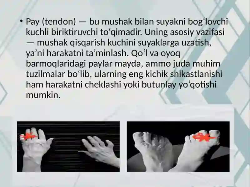 Qo‘l va oyoq barmoqlari paylarining shikastlanishlari 2