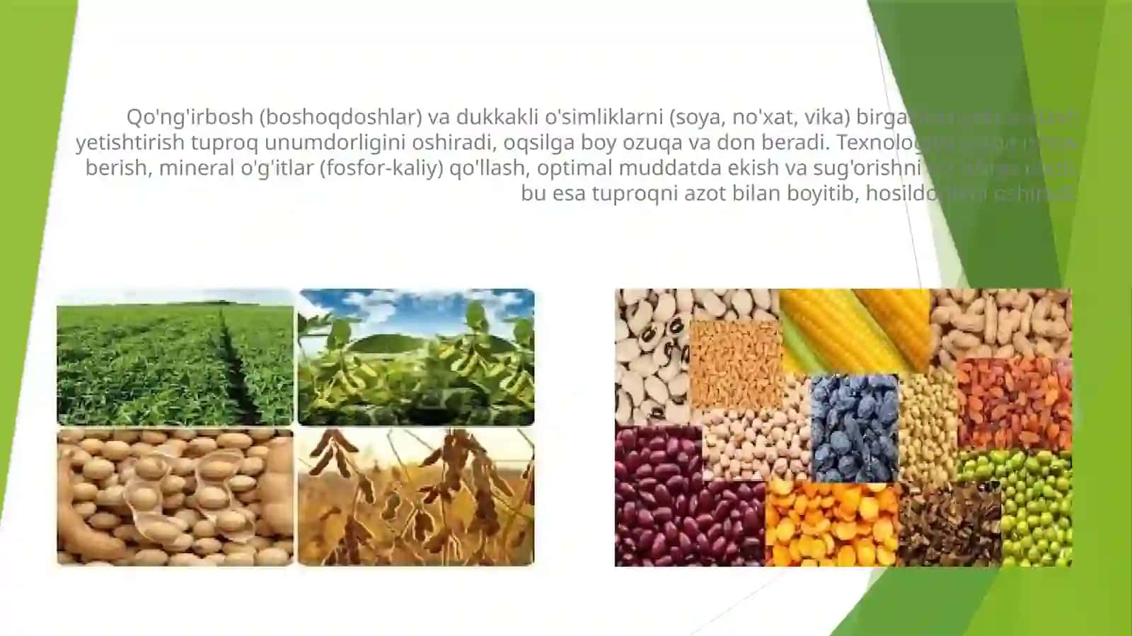 Qo’ng’irboshlivadukkaklio’tlarniozuqauchunyetishtirishtexnalogiyasi 2