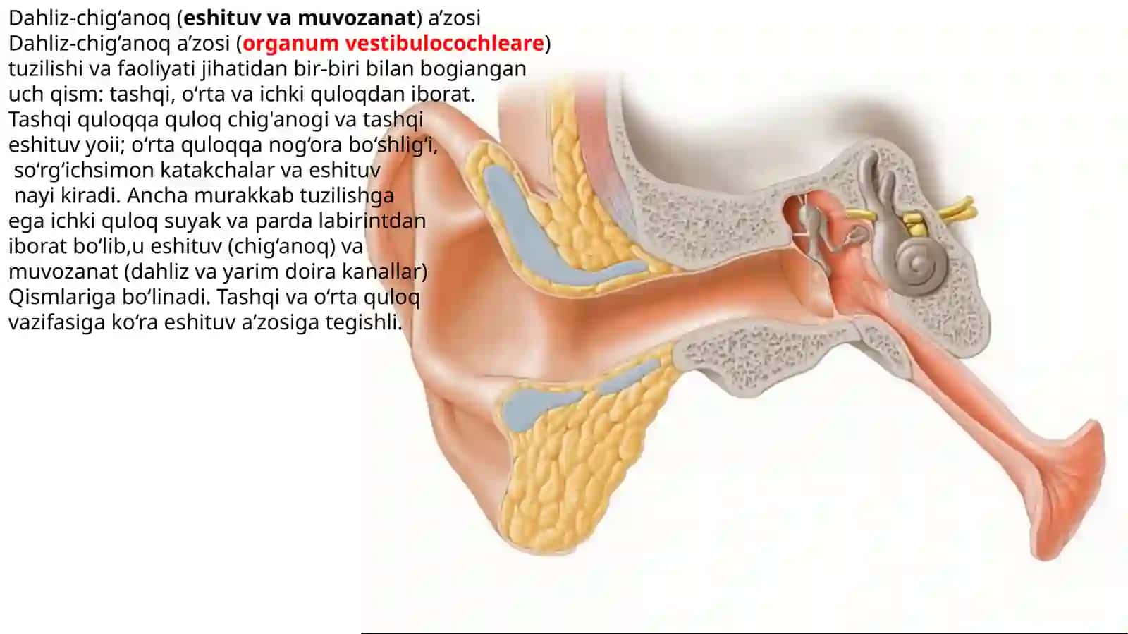 №15. Eshitish a’zosi. Tashqi va o‘rta quloqning funksional va yoshli anatomiyasi. Ichki quloq. Eshituv va muvozanat analizatorlarining o‘tkazuv yo‘li. VIII-juft bosh miyan nervi. Teri va uning hosilalari: sochlar, tirnoqlar, sut bezi. Ta’m bilish va Hidlov analizatorlari. I-Juft bosh miyan nervi 2