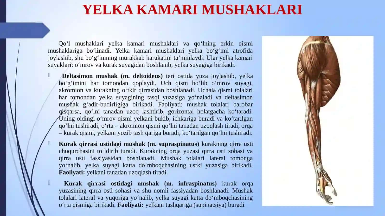 YELKA KAMARI MUSHAKLARI 2