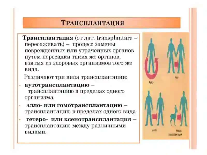 Развитие трансплантации на современном этапе 2