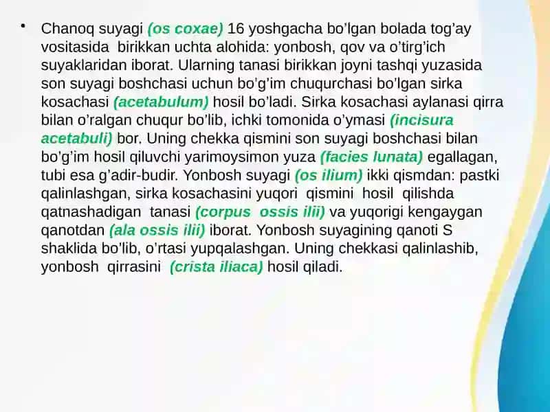 Chanoqsuyagi, Sonsuyagi, Boldirsuyagi, Oyoqpanjasisuyaklari 2
