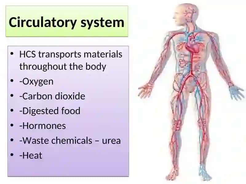 Cardiovascular System 2