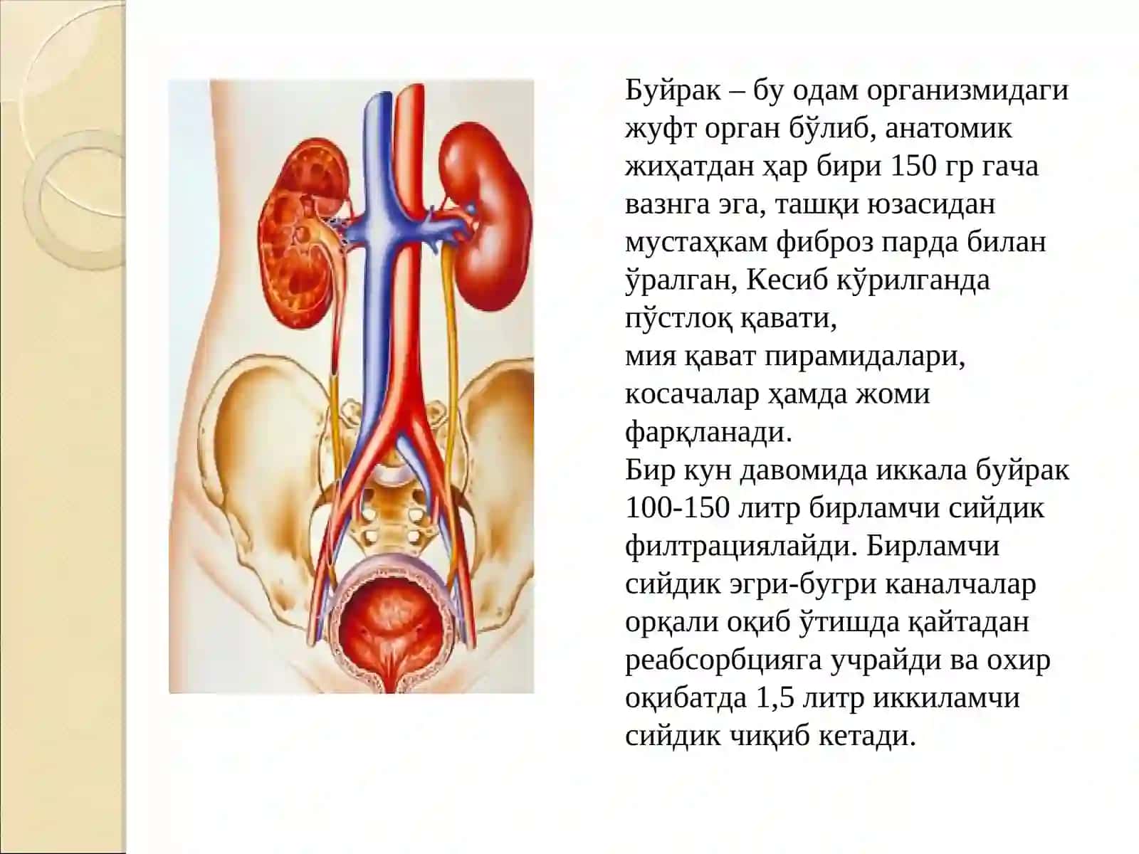 БУЙРАК КАСАЛЛИКЛАРИ, УЛАРНИНГ ПАТОФИЗИОЛОГИЯСИВА ФАРМАКОТЕРАПИЯ АСОСЛАРИ 2