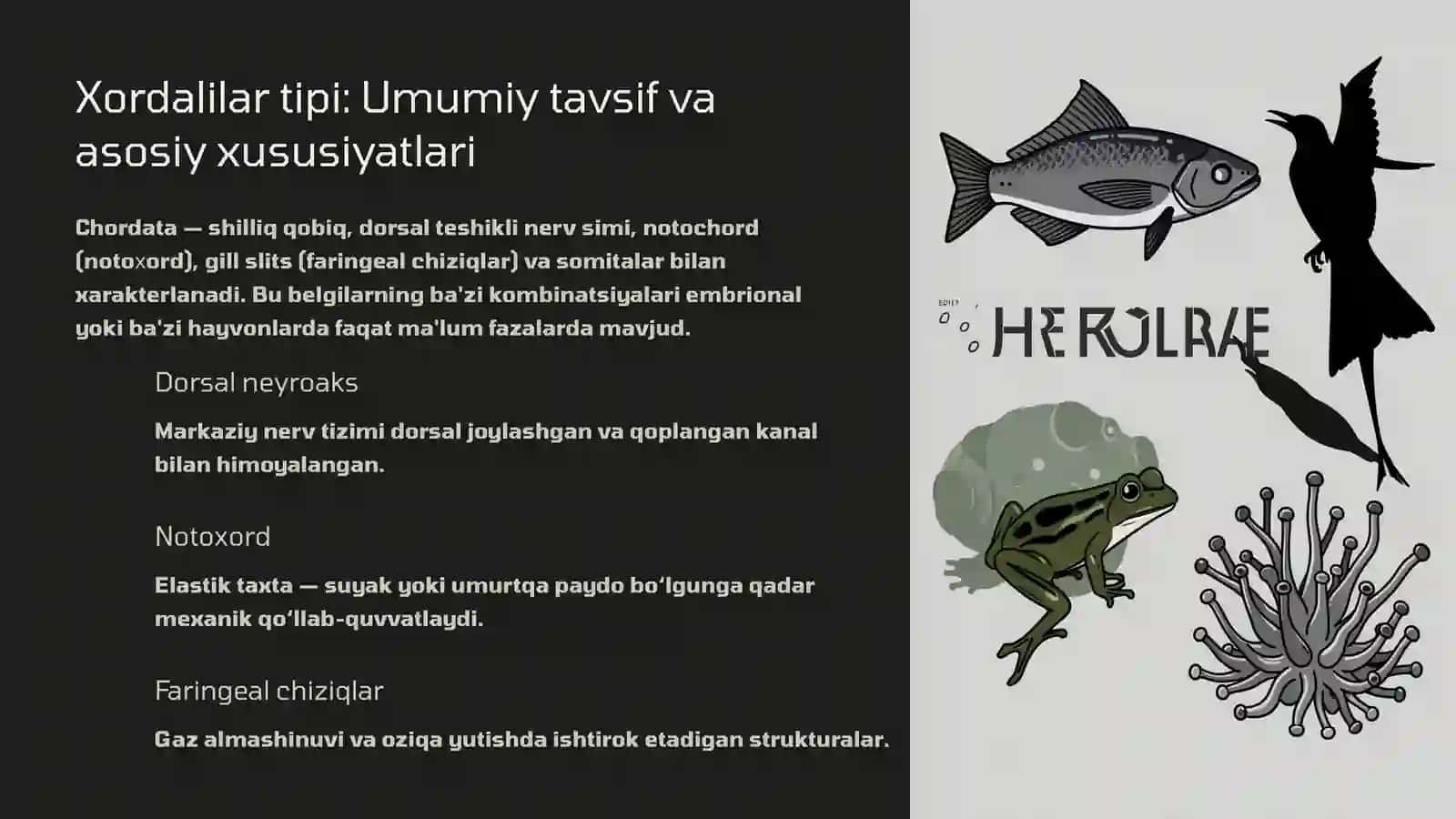 Xordalilar tipi (Chordata) va Lichinkaxordilar (Urochordata) - Sistematikasi va filogeniyasi 2