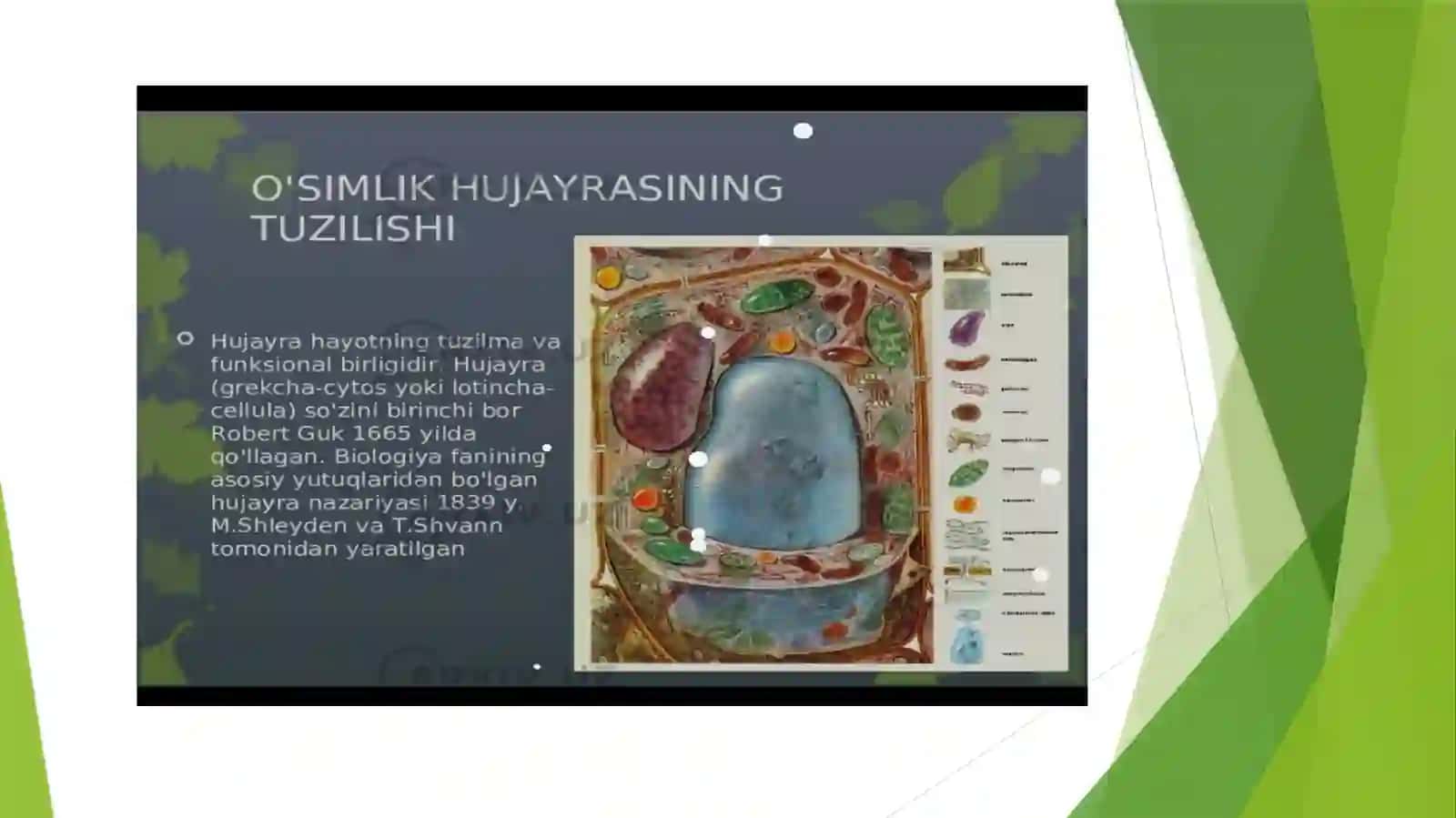 O'SIMLIKLAR HUJAYRALARNING TUZILISHI VA PLASTIDALAR TUZILISHI 2