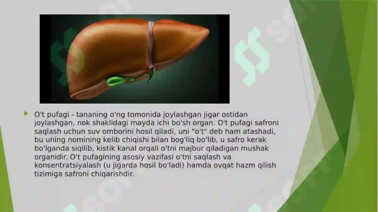 O’tning hazm jarayonida ishtiroki 2