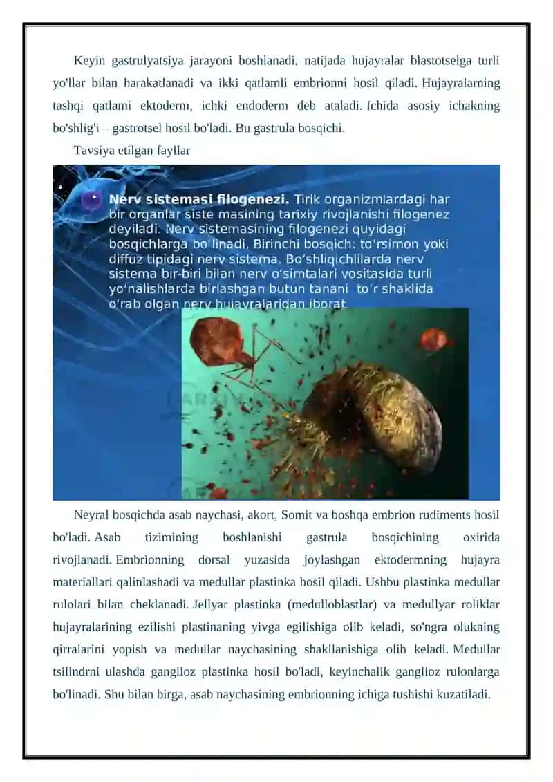 Asab tizimining ontogeniyasi va filogeniyasi 2