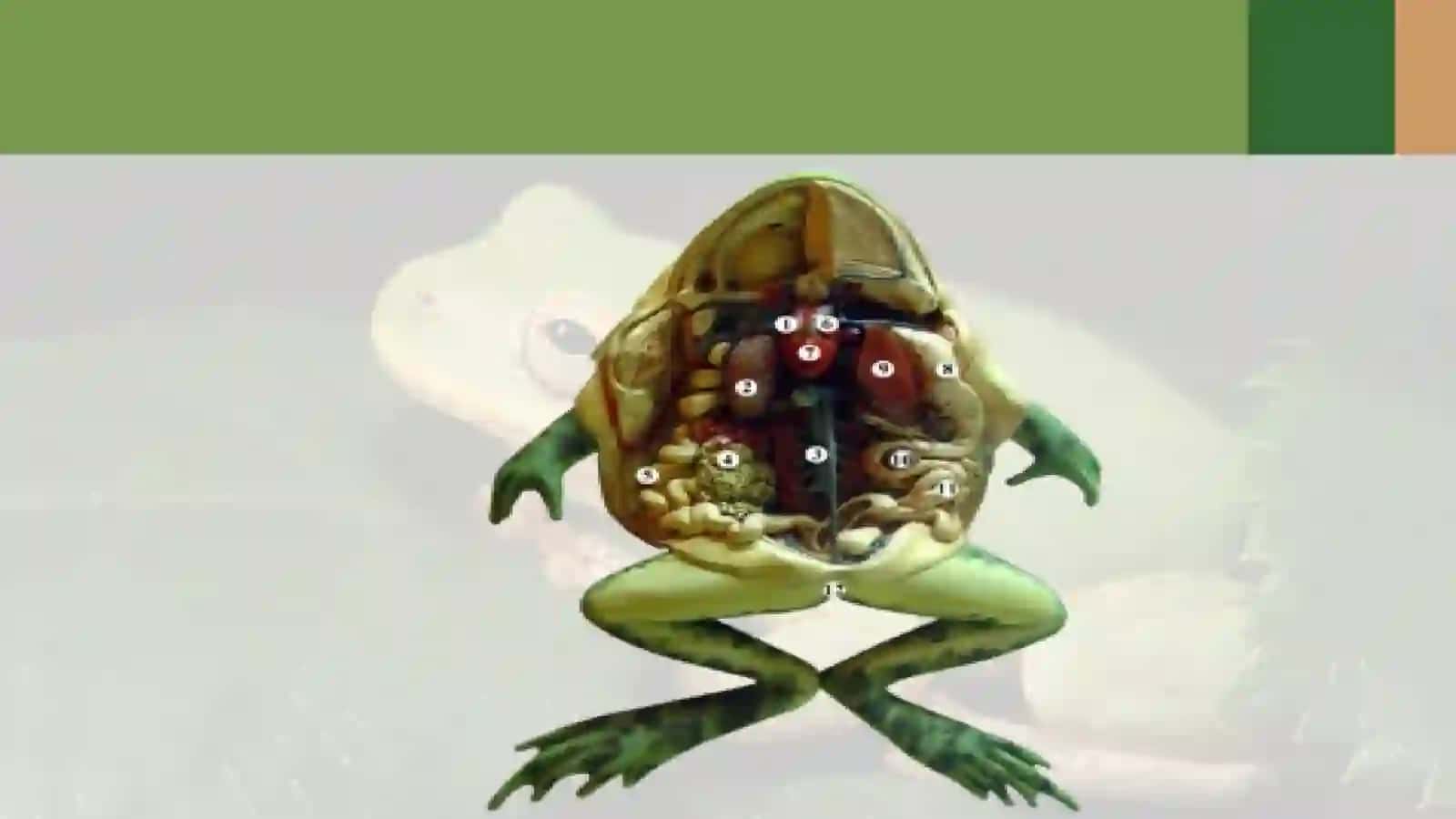 7-sinf Zoologiya 'Ko'l baqasining ichki tuzilishi' ko'rgazma 2