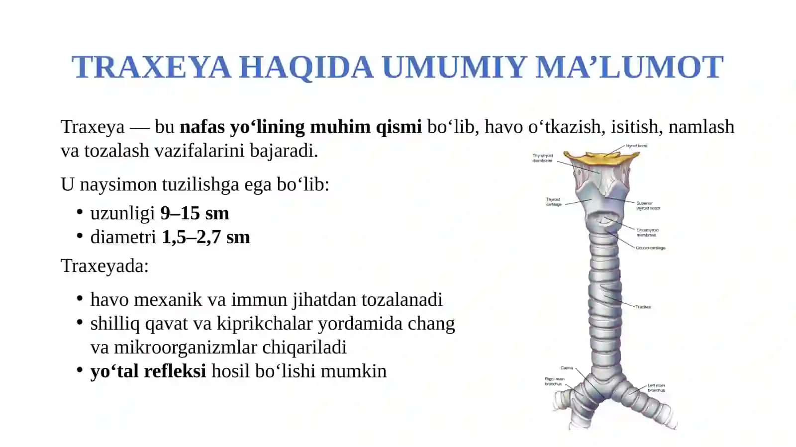 Traxeya va bronxlar. Bronx daraxti va alveolalar tuzilishi 2