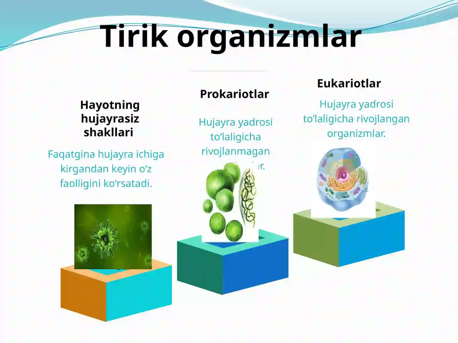 PROKARIOT VA EUKARIOT HUJAYRALARNING TUZILISHI 2