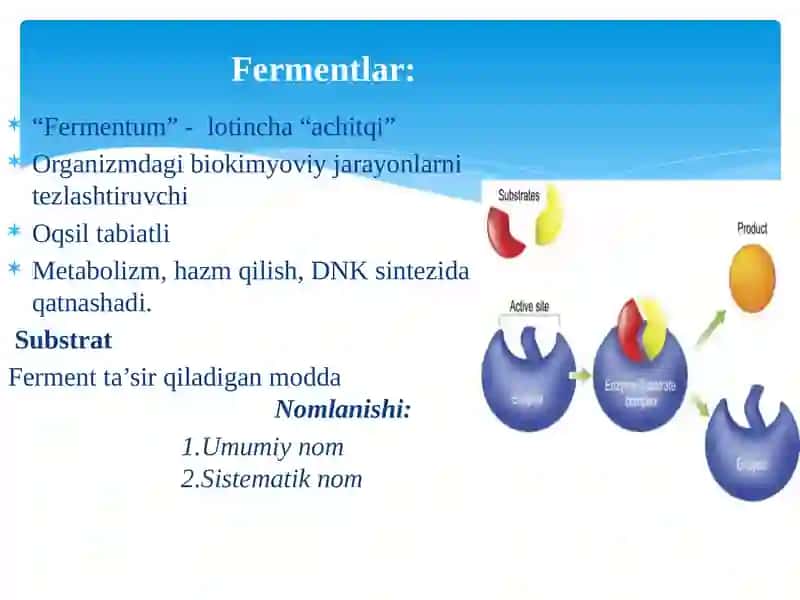 Fermentlarning tuzilishi va xususiyatlari 2