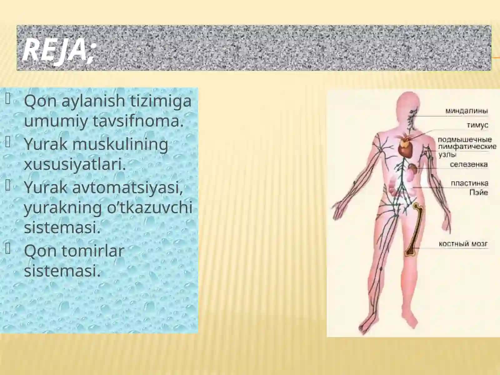 Yurak qon tomir patologik fiziologiyasi 2