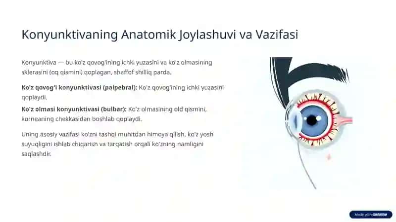 Konyunktiva: Ko'z Yuzasining Himoyachisi 2