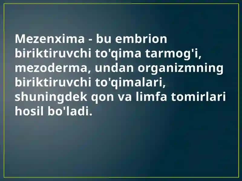 Mezenximaning Tuzilishi va Ahmiyat 2