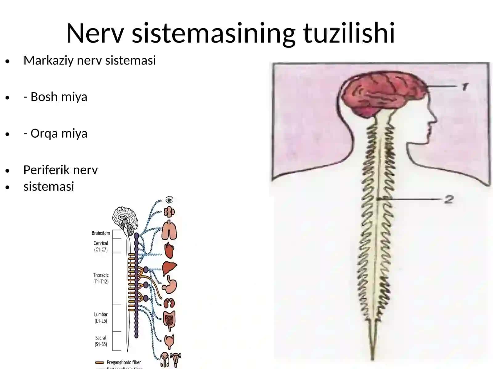 Nerv sistemasining infeksion-yallig‘lanish kasalliklari 2