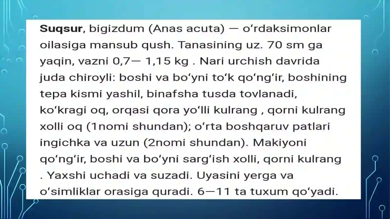 Suqsur (Anas acuta) haqida umumiy maʼlumot 2