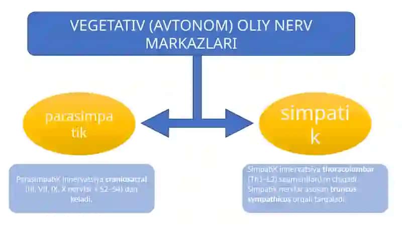 Vegitativ oliy markazlar va ularning funksional ahamiyati 2