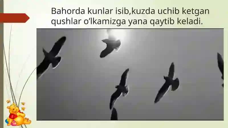 Bahorda o’lka mizga uchib keladigan qushlar 2