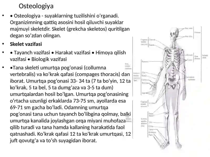 Umumiy osteologiya. Skelet haqida umumiy tushuncha. Sathlar haqida tushuncha. Boshlang’ich terminologiya. Suyaklarning tuzilishi. Bo’yin, ko’krak, bel va dumg’aza umurtqalari, ularning yoshga doir xususiyatlari 2