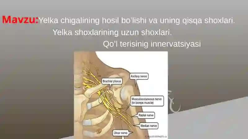 Yelka chigalining hosil bo'lishi va uning qisqa shoxlari. 2