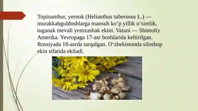 Topinombur marfalogiyasi, biologiyasi va yetishtirish texnologiyasi 2