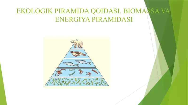 EKOLOGIK PIRAMIDA QOIDASI. BIOMASSA VA ENERGIYA PIRAMIDASI 2