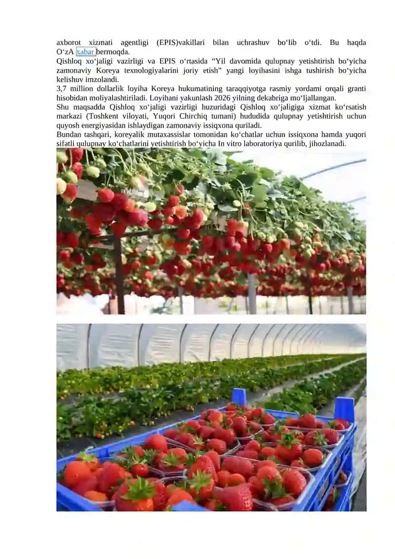Issiqxonalarda qulupnay o‘simligini parvarishlash 2