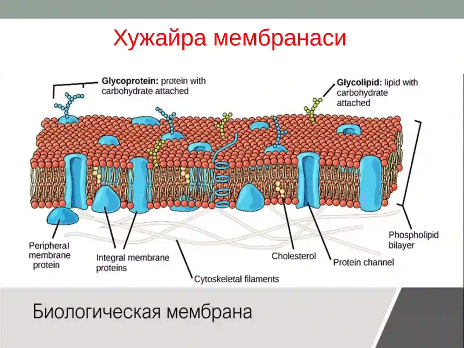 Хужайра мембранасининг структур - функционал характеристикаси 2