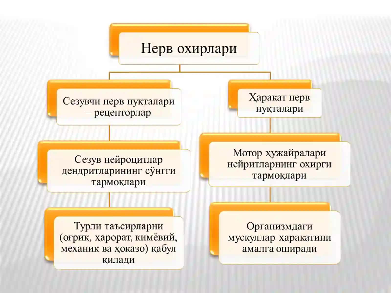 Нерв охирлари ва рефлектор ёй 2