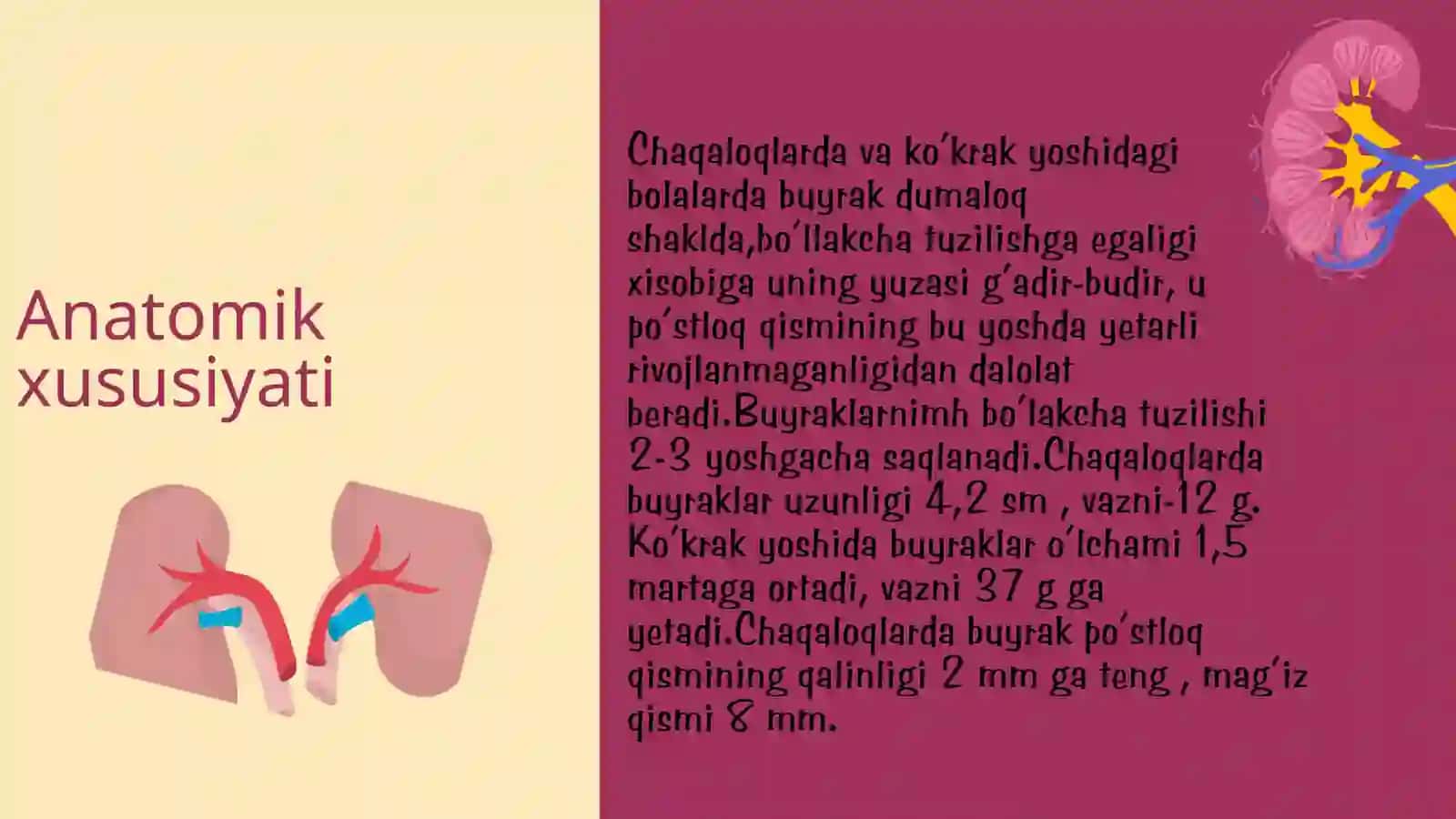 Bolalarda buyraklarni anatomo-fiziologik hususiyatlari. 2