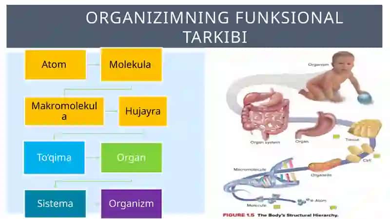 Umumiy fizologiya 2