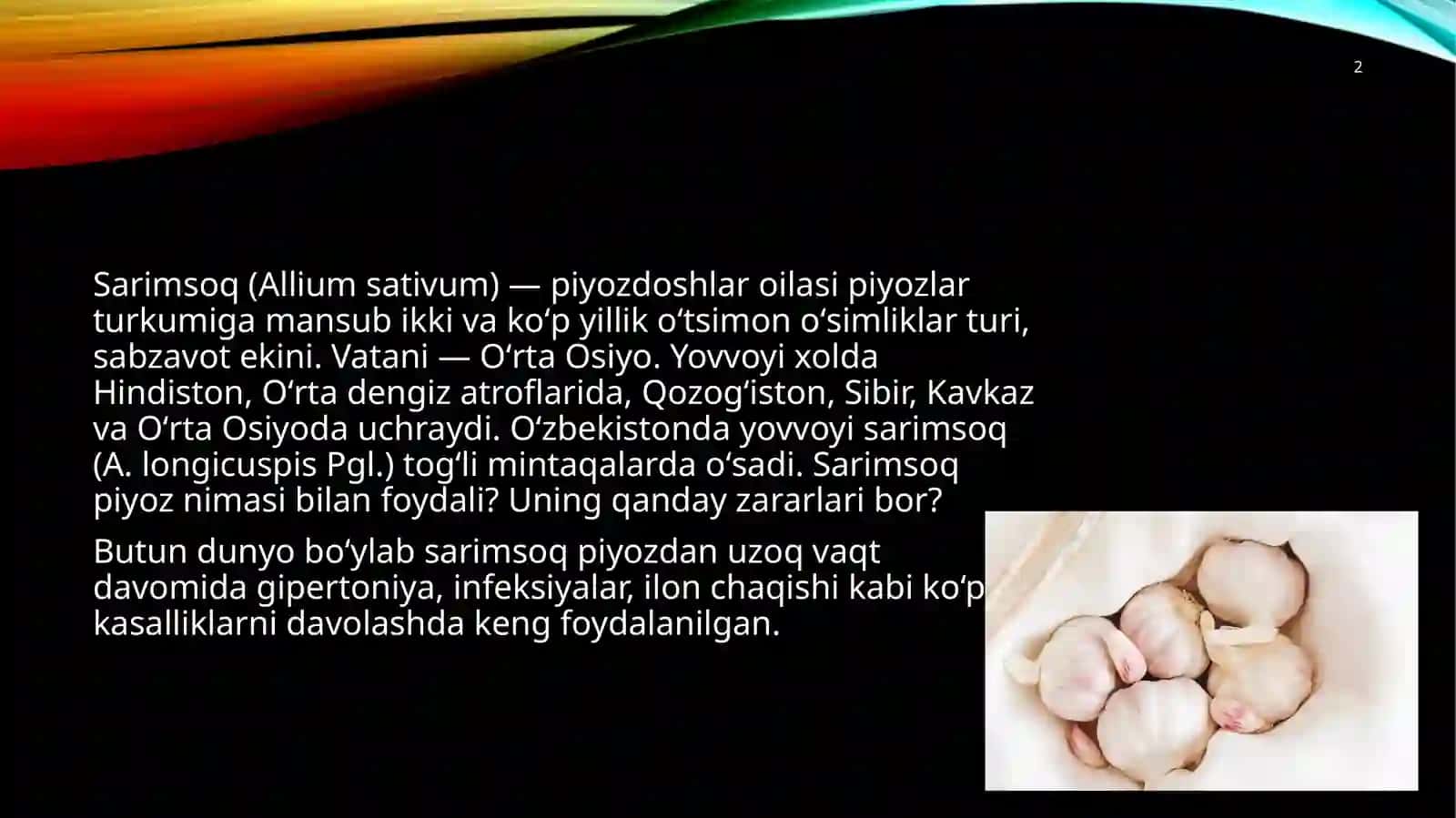 Sarimsoq piyozning dorivorligi va yetishtirish texnologiyasi 2
