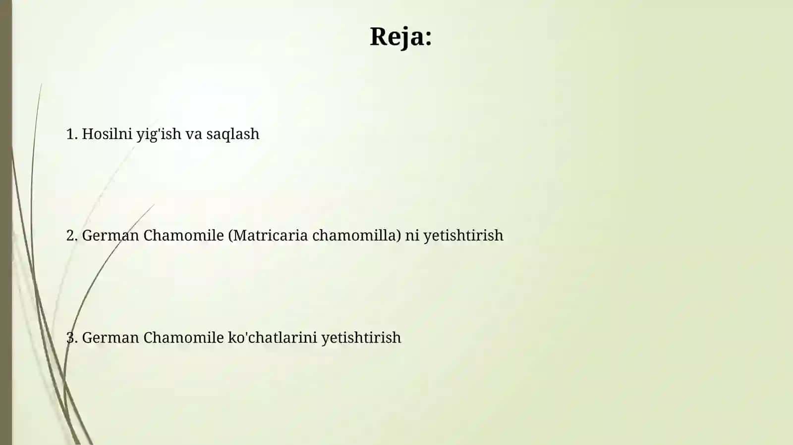 Aptechnaya romashka (Matricaria chamomilla) urug' etishtirish vako'chatchiligi 2