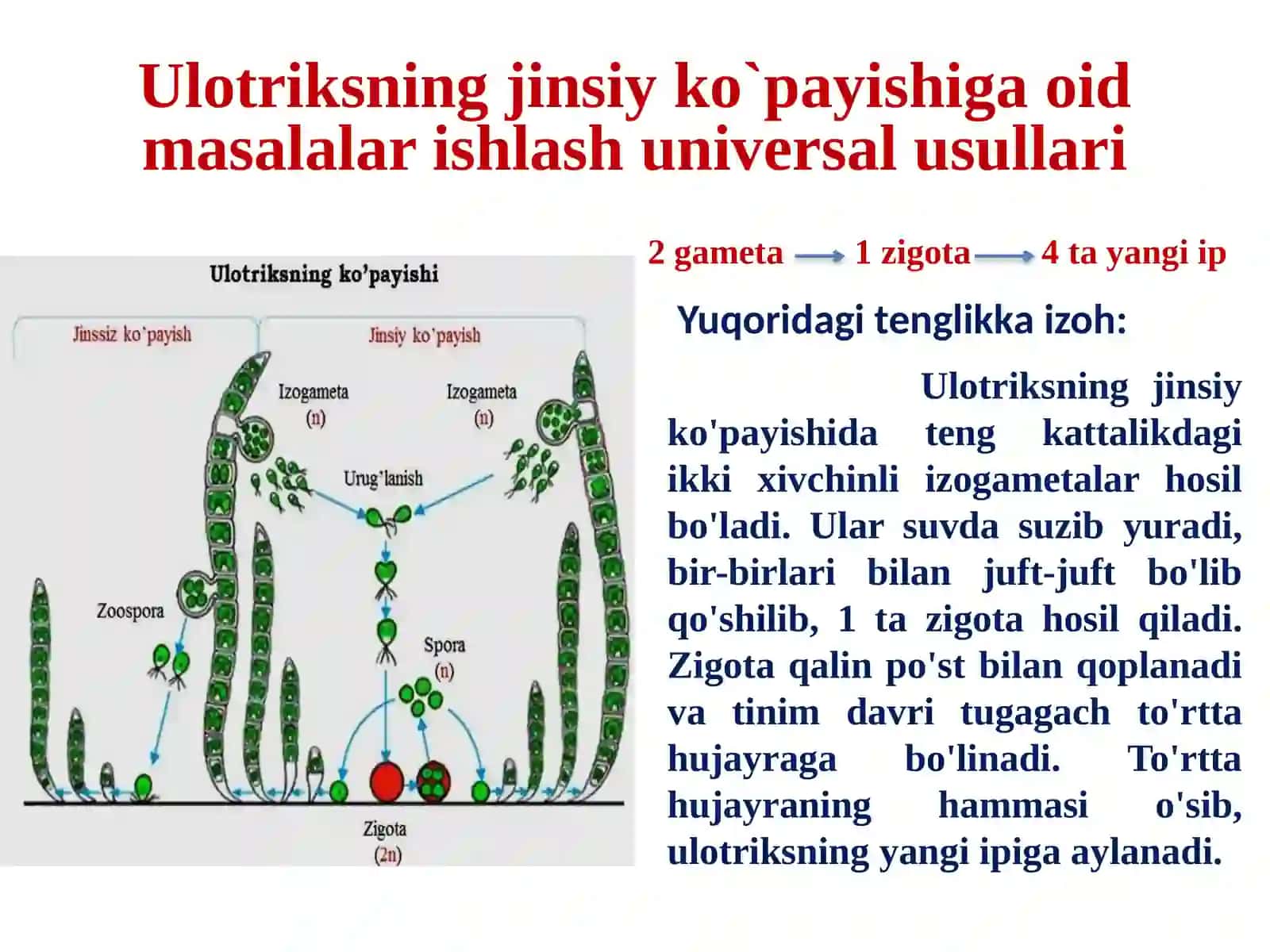 Ulotriksning jinsiy ko`payishiga oid masalalar ishlash universal usullari 2