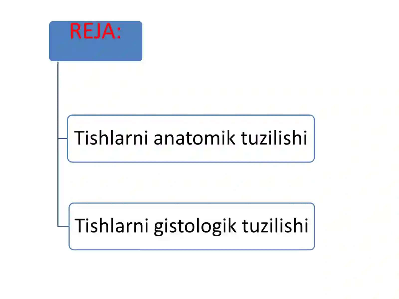 Tishlarni anatomik va gistologik tuzilishi 2