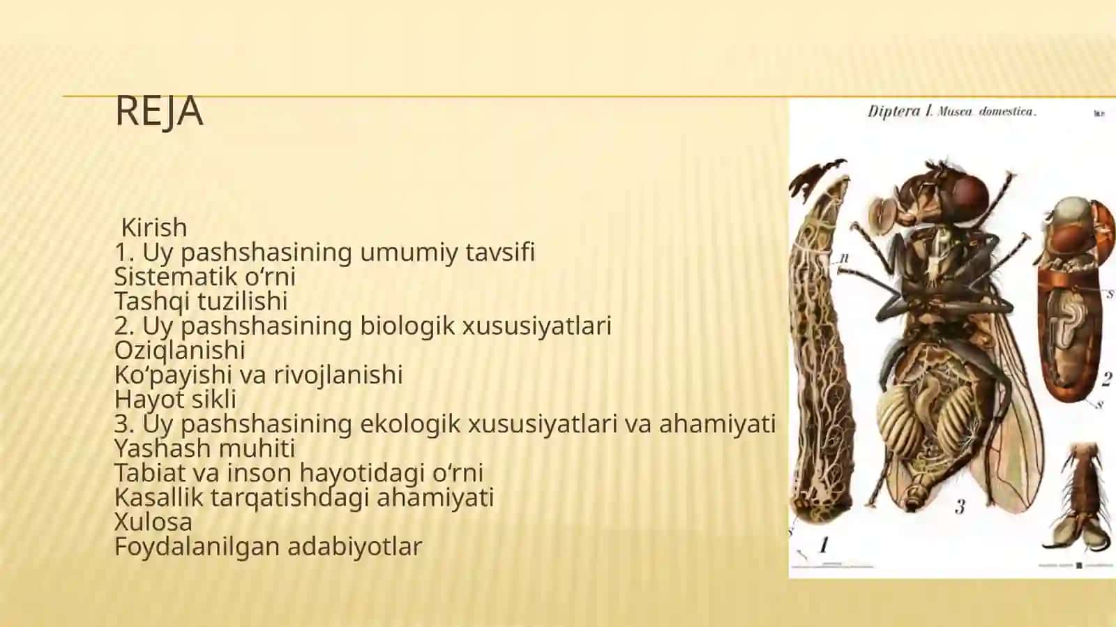 Uypashshasi(Musca domestica L.)ning biologik va ekologik xususiyatlari 2