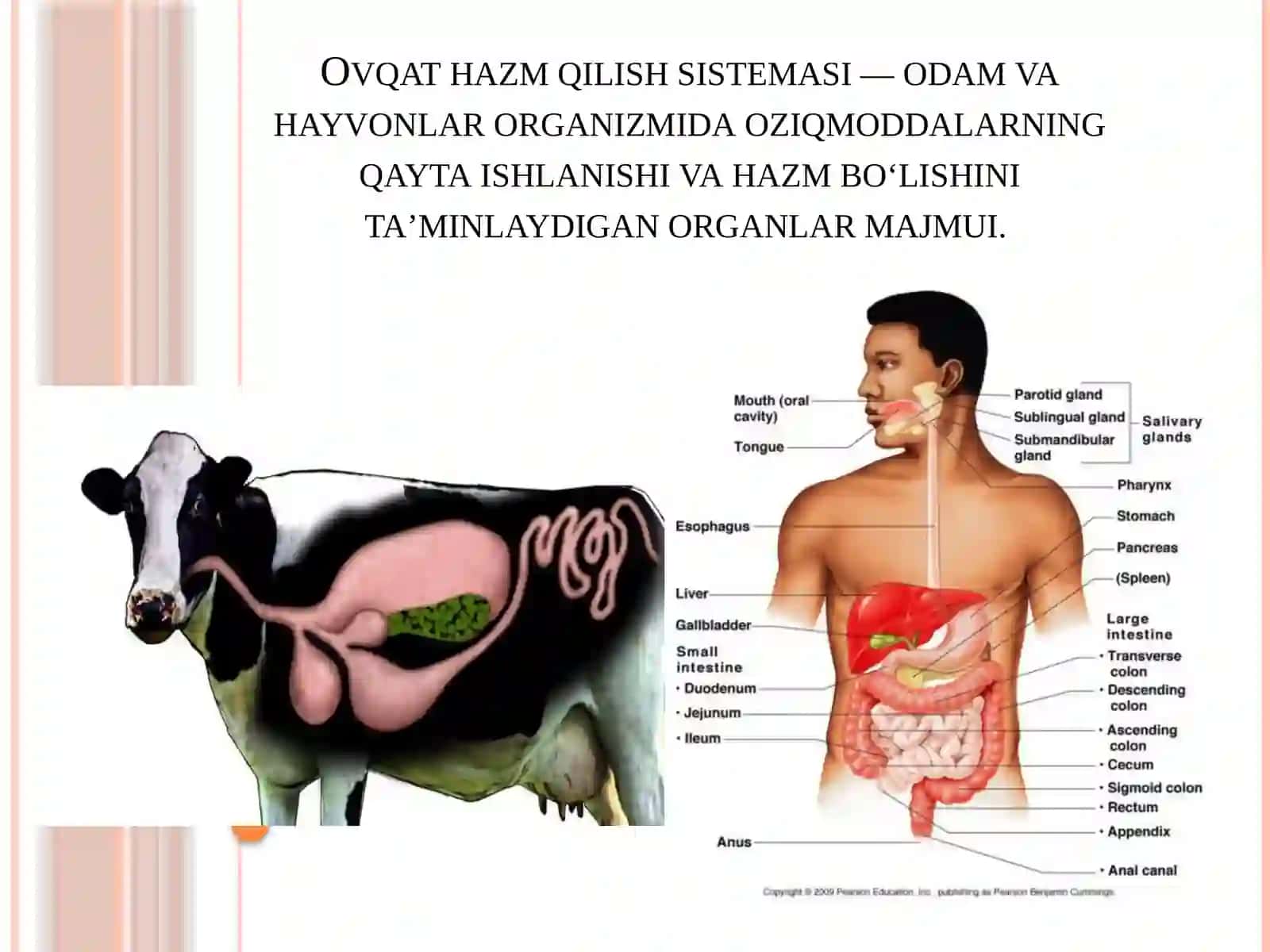 Ovqat hazm qilish sistemasining evolyutsiyasi 2