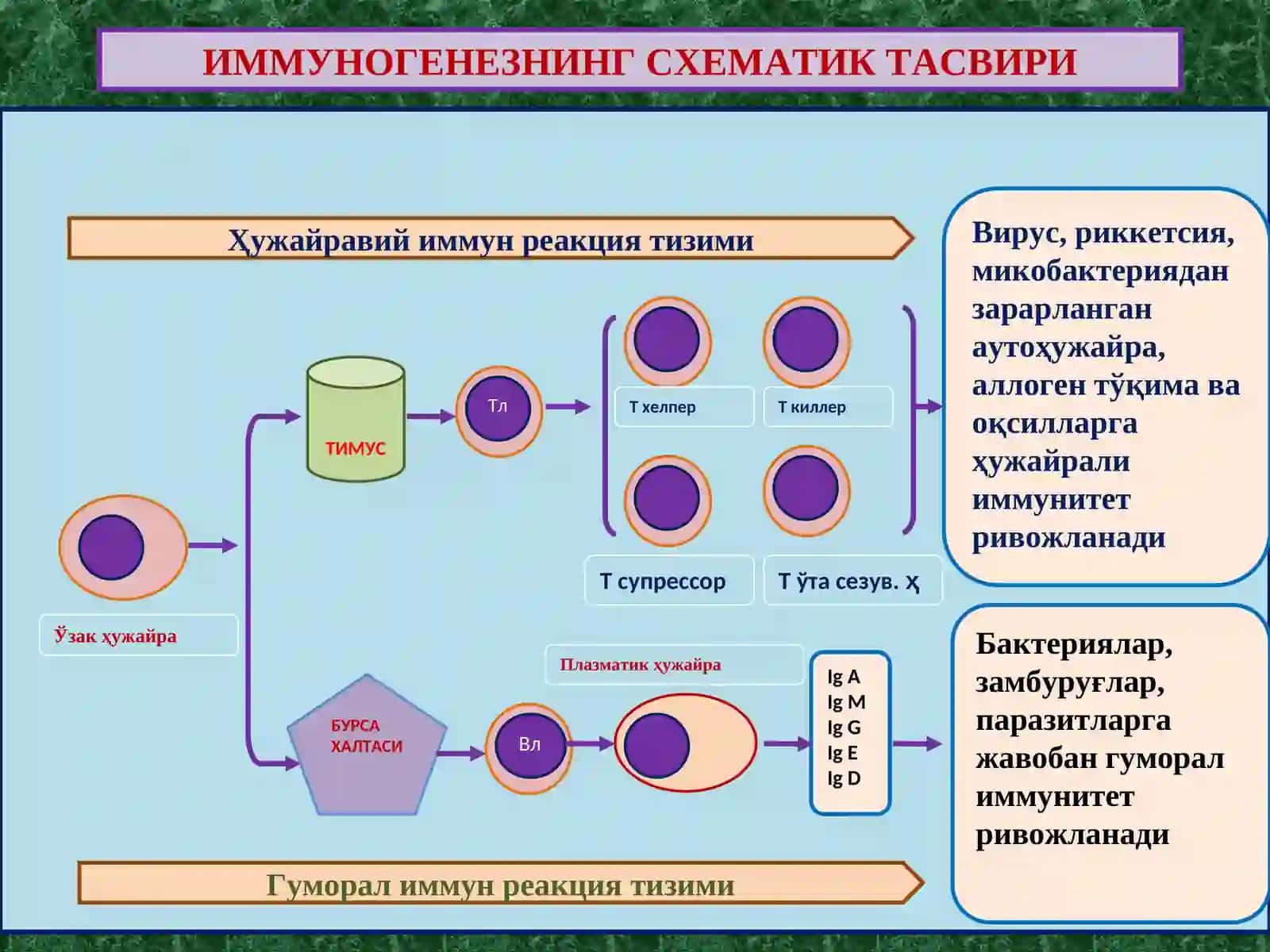 ИММУНОГЕНЕЗНИНГ СХЕМАТИК ТАСВИРИ 2