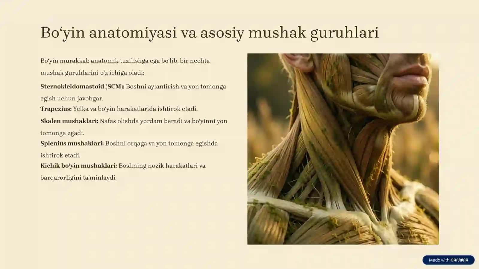 Boʻyin mushaklari fiziologiyasi 2