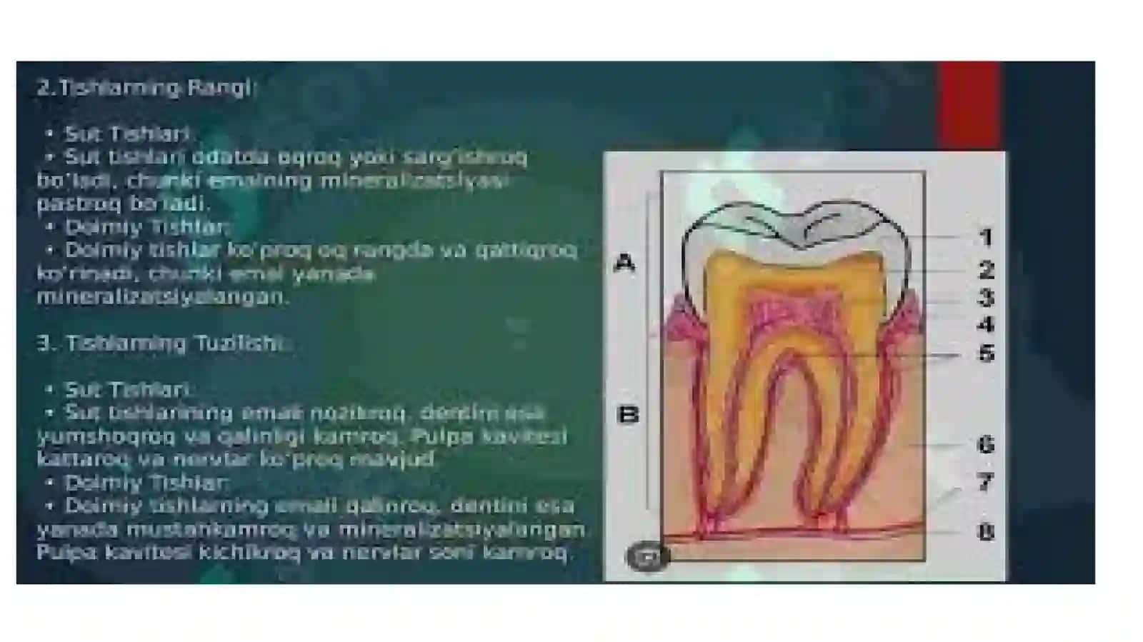 Doimiy tishlarning kimyoviy tuzulishi 2