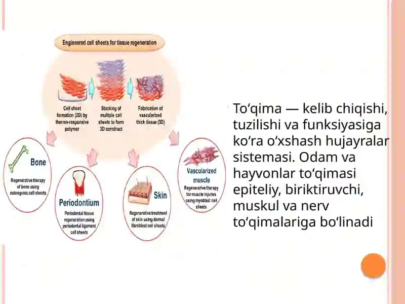 To'qimalarning fiziologik vareparativ regeneratsiyasi 2