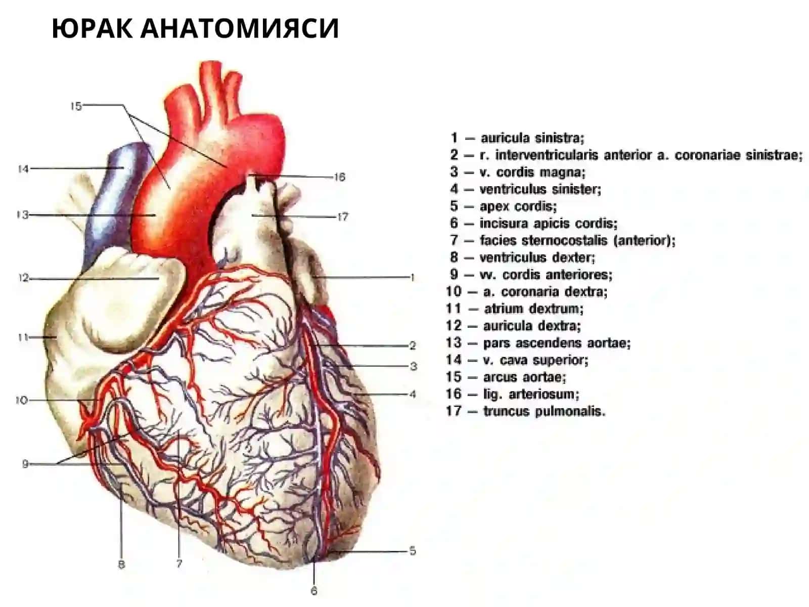 YURAK ANATOMIYASI 2