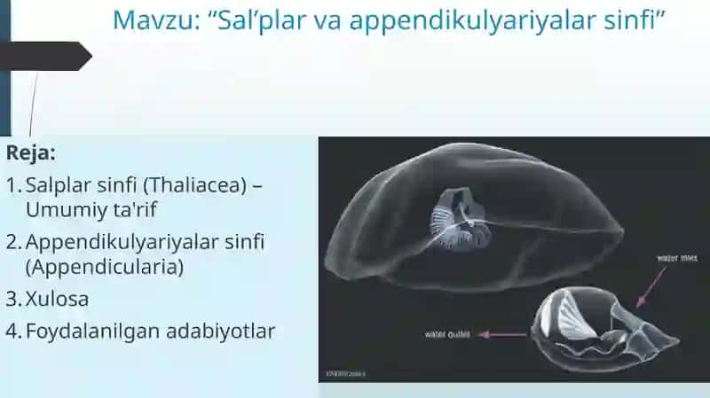 Salplar va appendikulyariyalar sinfi 2
