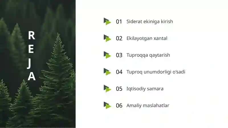 Xantalni siderat ekin sifatida yetishtirish 2