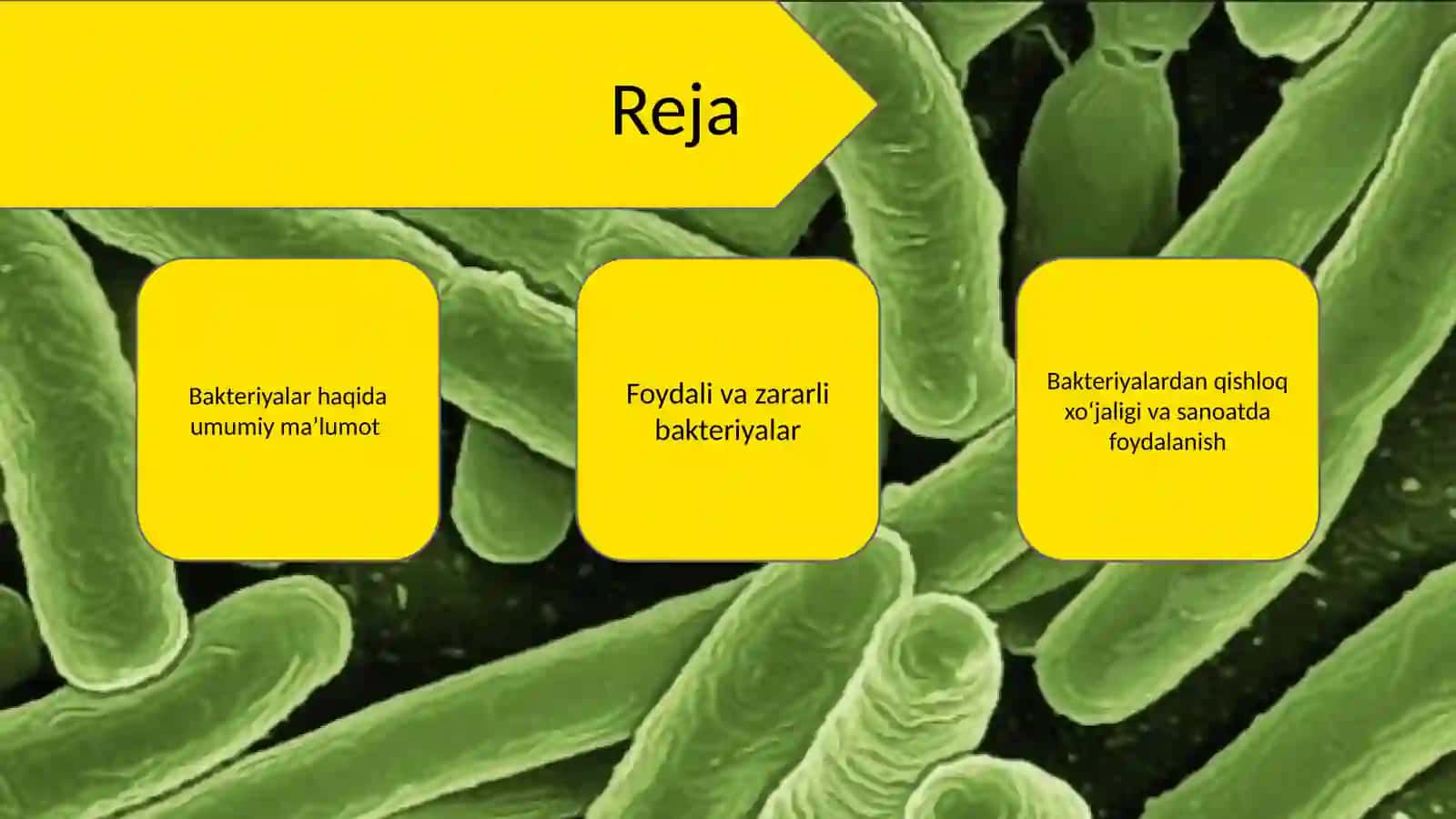 Bakteriyalarning sanoatda va qishloq xoʻjaligidagi ahamiyati 2