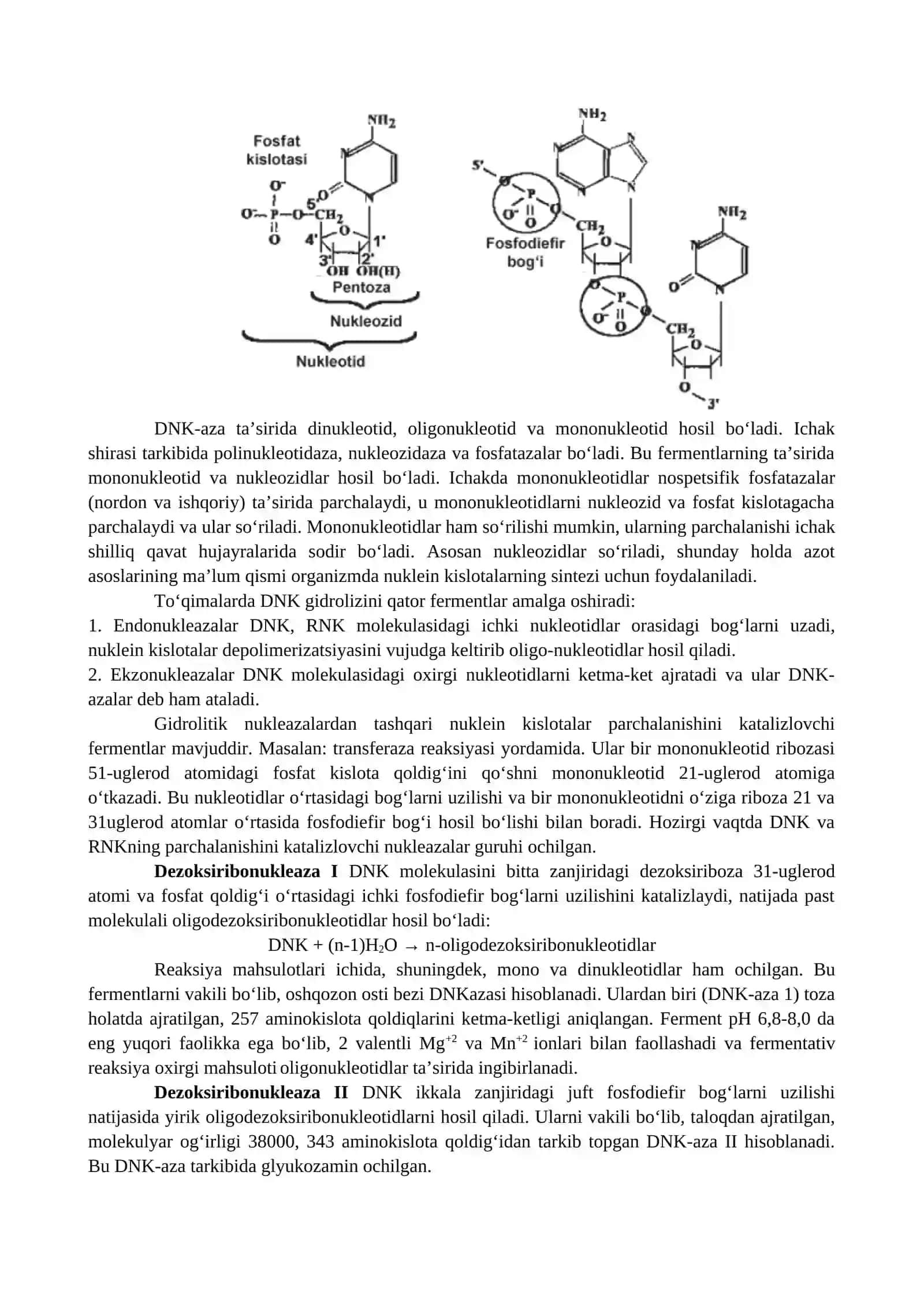Nukleoproteinlar almashinuvi 2