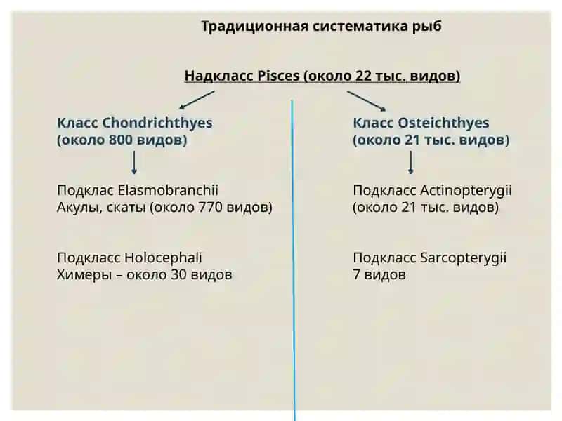 Систематика рыб 2